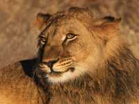 Lioness enjoying the sunshine in Etosha National Park |  Peter Walton