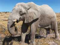 Gorgeous shot of the wildlife in Etosha National Park |  Peter Walton