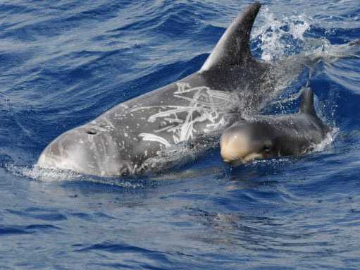 Research into the impacts of climate change on the Risso’s dolphins in the Azores waters near Portugal