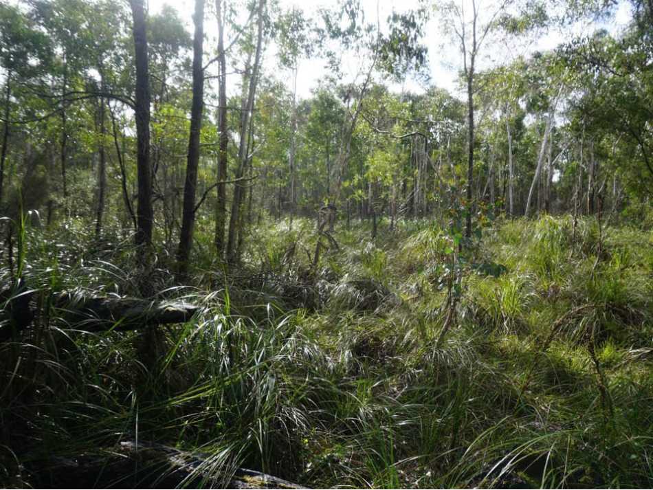 Our Positive Impact Projects support conservation projects in Victoria's Annya State forest land in Australia. |  South Pole