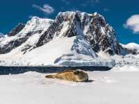 A leopard seal rests on an iceberg in Antarctica |  Richard I'Anson