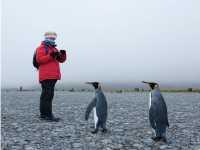 Making friends with the King Penguins |  Peter Walton