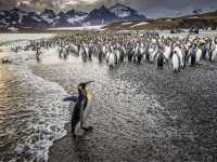 South Georgia's breathtaking scenery and huge numbers of wildlife make it a 'must see' |  Richard I'Anson